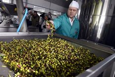 La cosecha de aceitunas ha sido menor en 2024 Foto: Efe.