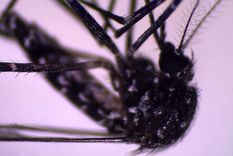 El mosquito Aedes vittatus ya era conocido en otras regiones. Pero fue detectado recientemente en República Dominicana y Cuba. Foto: P.M. ALARCÓN-ELBAL Y M.A. RODRÍGUEZ-SOSA