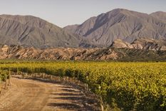 Un viñedo de Finca Las Moras.