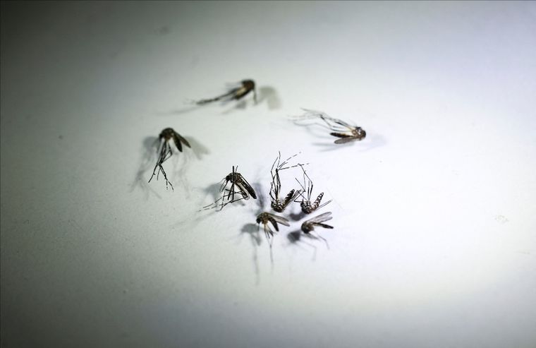 Finalmente no hay casos de dengue activos en Mar del Plata Foto: Noticias Argentinas