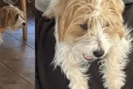 Harry, el perro que fue asesinado en un barrio privado de Córdoba.&nbsp;