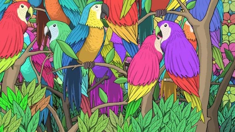 Acertijo visual, reto visual, mariposa