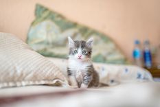 MASCOTAS Los gatos se adueñan de los lugares donde se sienten cómodos Foto: ARCHIVO