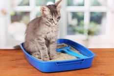 Un arenero limpio es fundamental para la salud de tu gato, te contamos en esta nota como mantenerlo así Foto: shuterstock