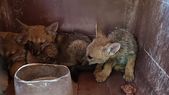 Tres cachorros de zorro gris fueron trasladados al Ecoparque Tres cachorros de zorro gris fueron trasladados al Ecoparque