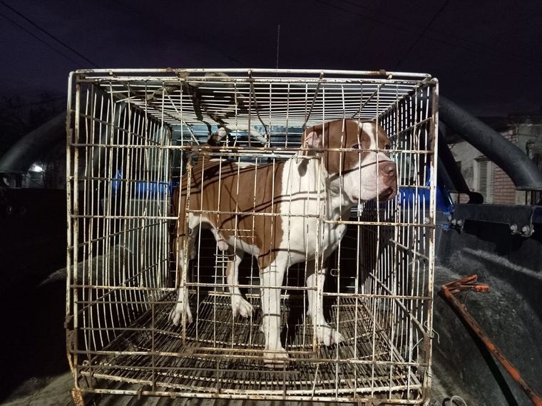 Pitbull violento El dueño podría terminar preso por negligencia Foto: MDZ