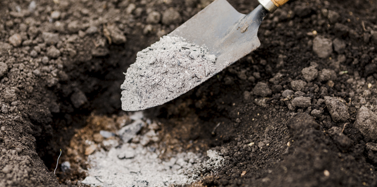 La ceniza como abono se utiliza mucho por su gran cantidad de nutrientes, como el magnesio, el calcio, el fósforo o el potasio, entre otros Foto: Shutterstock