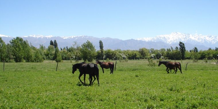 Haras Don Isidro en Pareditas, San Carlos.