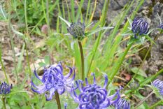 Existe una planta con gran variedad de propiedades medicinales. Foto: Shutterstock