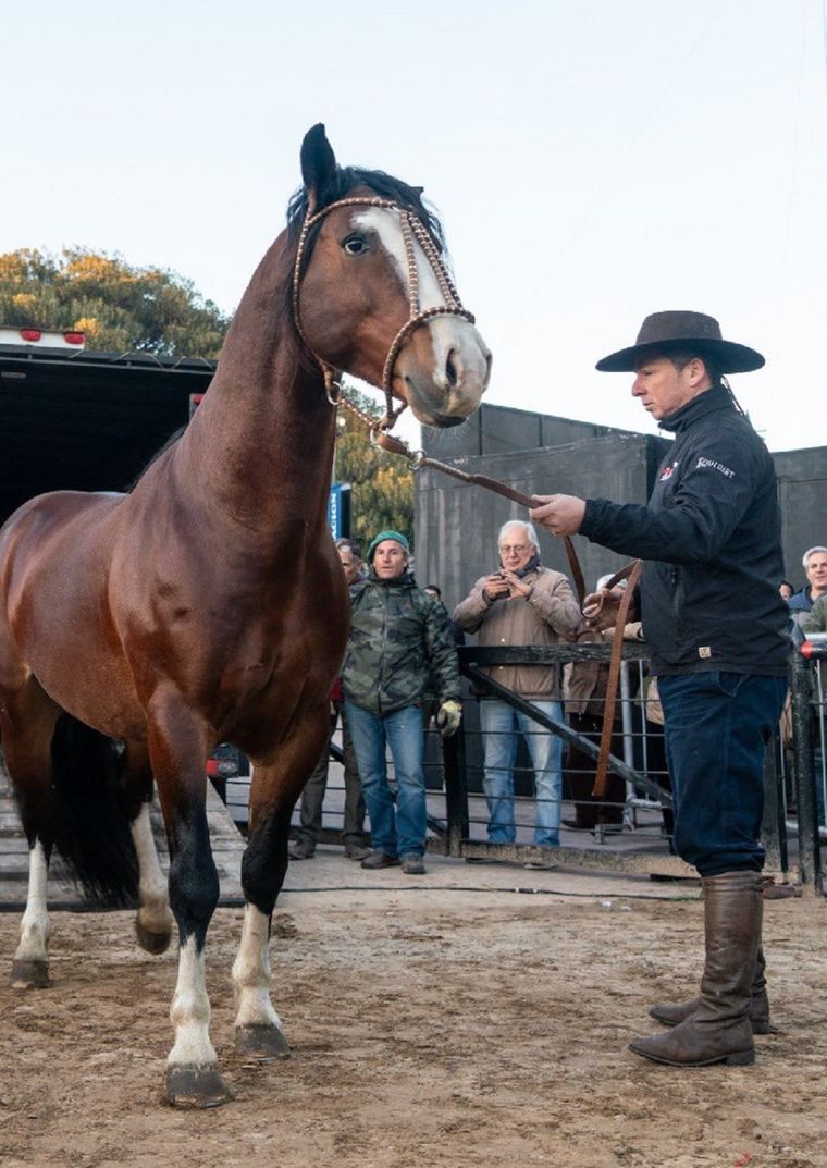 Pericón es el primero de los caballos en llegar a La Rural Foto: Sociedad Rural Argentina