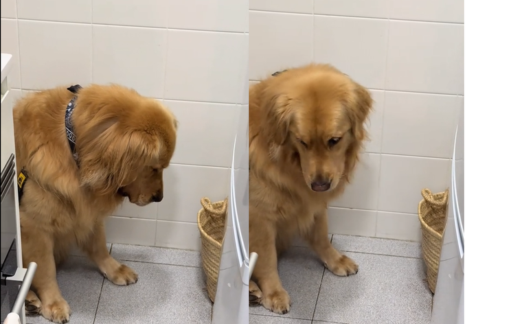 Batata se volvió una celebridad en redes sociales. Foto: Archivo