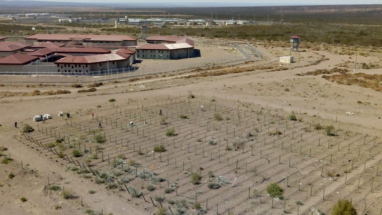 La prueba piloto comenzó en 2019. Por entonces, se plantaron 5 hileras de 60 plantas cada una. La prueba piloto comenzó en 2019. Por entonces, se plantaron 5 hileras de 60 plantas cada una.
