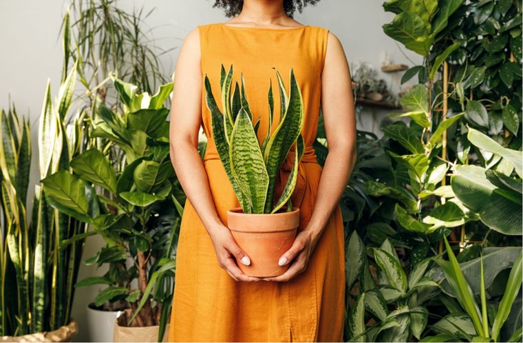 Jardín Beneficios de la sansevieria Foto: Shutterstock