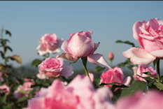 Los rosales son plantas resistentes pero necesitan sus cuidados para florecer sanas y fuertes Foto: Shutterstock
