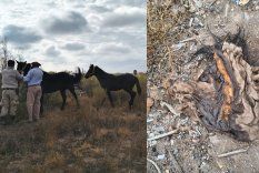 El trabajo de los policías que rescataron a los caballos presuntamente destinados para la faena ilegal.&nbsp;