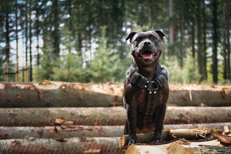 Peritos investigan la raza del animal, que podría ser un Staffordshire Bull Terrier. Foto: Pixabay