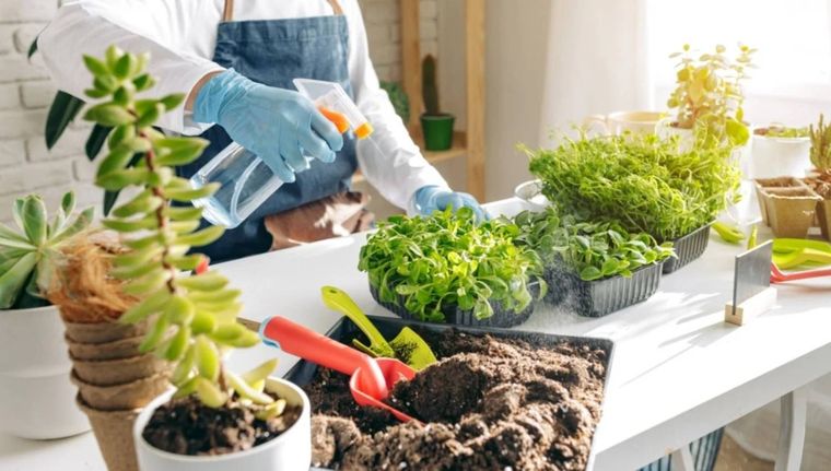 Cómo y qué plantas fertilizar en esta época del año (Shutterstock). Foto: Archivo