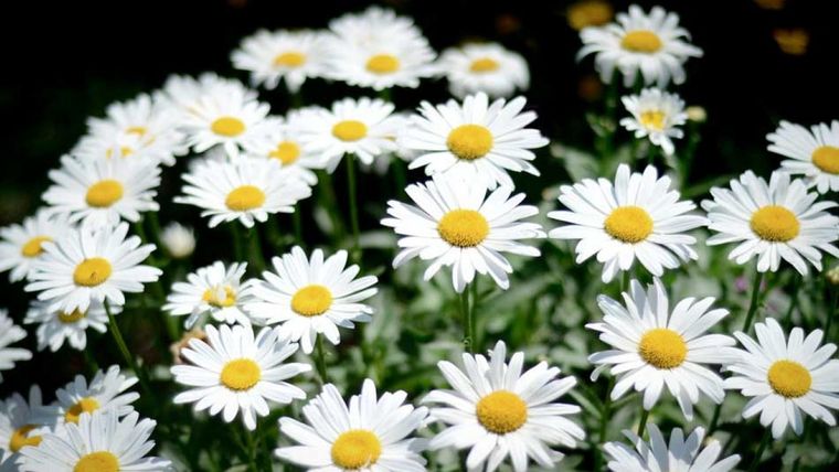 Las Margaritas son flores muy bellas que no necesitan grandes cuidados para crecer saludables. Foto: Eroski