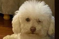 cuales son las razas de perro que parecen ositos de peluche