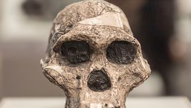 Investigadores descubrieron nuevos detalles sobre la dieta de los Australopithecus a partir del análisis de sus dientes fosilizados. Foto: Shutterstock