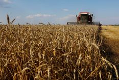 La falta de lluvias en la región pampeana pone en alarma al sector agropecuario argentino que ya sufrió una fuerte baja en la cosecha de esta campaña Foto: NA