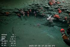 El Conicet sigue brindando imágenes únicas.