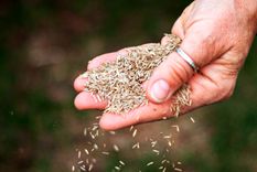 En general, la primavera es el mejor momento para plantar semillas de césped, ya sea para sembrar todo el césped o para arreglar las áreas sin césped. Foto: amazon.com
