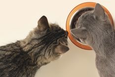 Las comidas que podés compartir con tu gato. Foto: Shutterstock