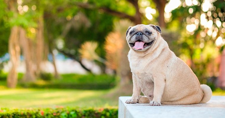 Identifica si tu perro tiene sobrepeso.