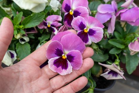 Algunas plantas de exterior florecen o conservan su color incluso durante los meses más fríos. Algunas plantas de exterior florecen o conservan su color incluso durante los meses más fríos.