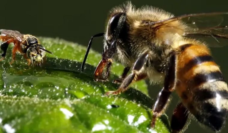 abejas Las abejas son fundamentales para la vida del planeta Foto: EFE abejas Las abejas son fundamentales para la vida del planeta Foto: EFE