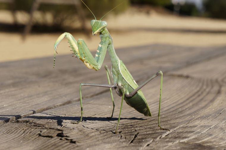 Los machos y hembras se buscan en temporada reproductiva, pero las mantis religiosas son animales solitarios. Foto: Shutterstock