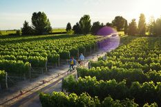 Mendoza es el destino enoturístico más visitado de Argentina Foto: Emetur