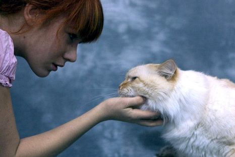 La independencia de los gatos, innata, los posiciona como compañeros ideales para aquellos que disfrutan de la vida en solitario Foto: Efe.