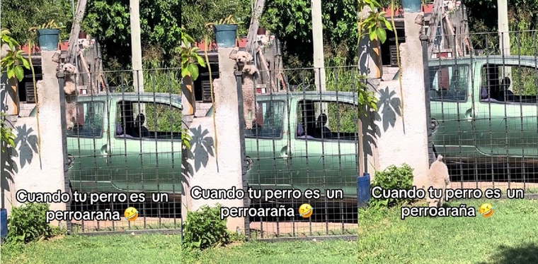 El perro se hizo viral por la manera de entrar a su casa. Foto: Archivo MDZ
