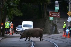 ¿pandemia?: nueva y peligrosa gripe porcina pone alerta a todo brasil ¿pandemia?: nueva y peligrosa gripe porcina pone alerta a todo brasil