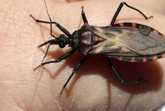 La enfermedad de Chagas es una enfermedad zoonótica causada por el parásito Trypanosoma cruzi, endémico en América. Foto: Archivo