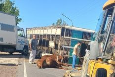 Un camionero que transportaba animales se quedó dormido y volcó a la altura de Maipú Foto: Gentileza Un camionero que transportaba animales se quedó dormido y volcó a la altura de Maipú Foto: Gentileza
