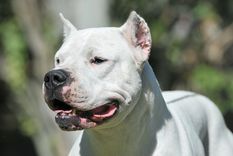 Los perros atacaron a la joven que murió poco después por las heridas producidas. Foto: Shutterstock Los perros atacaron a la joven que murió poco después por las heridas producidas. Foto: Shutterstock