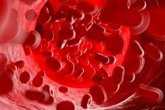 El glicocálix endotelial cubre internamente todas las arterias y venas del cuerpo. Desde las más grandes hasta los microcapilares (vasos sanguíneos) más diminutos. Foto: SCIENCE PHOTO LIBRARY El glicocálix endotelial cubre internamente todas las arterias y venas del cuerpo. Desde las más grandes hasta los microcapilares (vasos sanguíneos) más diminutos. Foto: SCIENCE PHOTO LIBRARY