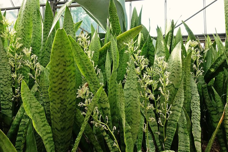 Trucos sencillos para hacer florecer a la lengua de suegra. Trucos sencillos para hacer florecer a la lengua de suegra.