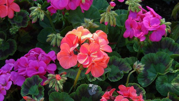 Los geranios son plantas muy populares debido a su resistencia y coloridas flores. Foto: Eroski