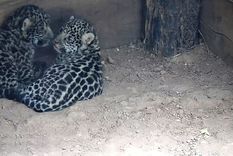 impenetrable: nacieron dos yaguaretes, una especie emblematica en peligro de extincion impenetrable: nacieron dos yaguaretes, una especie emblematica en peligro de extincion