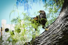 El gavilán, un ave sorprendente.