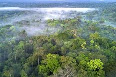 La selva amazónica es el hogar de una de cada 10 especies conocidas en la Tierra. Foto: GETTY IMAGES