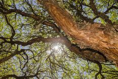 Hoy, se conmemora el Día Provincial del Árbol en Mendoza.