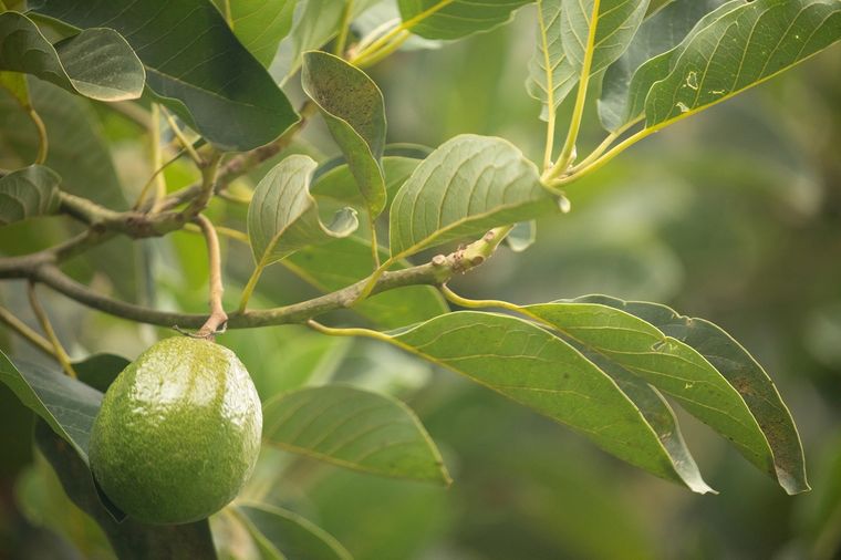 Se puede sembrar en el hogar. Foto: Fuente: Shutterstock