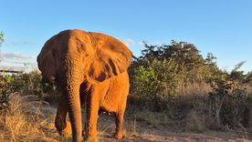Así vivía la elefanta Kenya en el santuario para elefantes de Brasil. Así vivía la elefanta Kenya en el santuario para elefantes de Brasil.