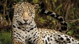 El yaguareté se encuentra en peligro crítico de extinción en la Argentina.