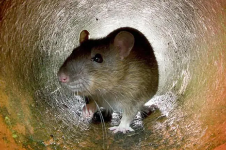 Un sueño que a veces es inquietante. Un sueño que a veces es inquietante.